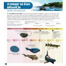 Dioráma - Tengeri állatvilág 