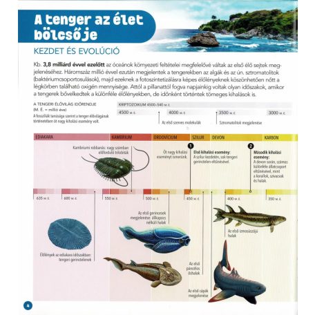 Dioráma - Tengeri állatvilág 