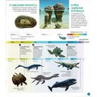 Dioráma - Tengeri állatvilág 